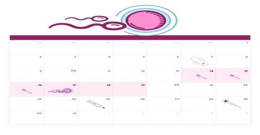calendario ovulazione